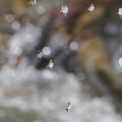 Trichoptera (order) (Unidentified Caddisfly) at Paddys River, ACT - 19 Nov 2022 by RAllen