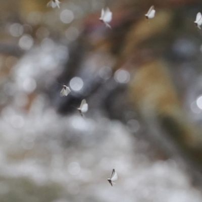 Trichoptera (order) (Unidentified Caddisfly) at Paddys River, ACT - 19 Nov 2022 by RAllen