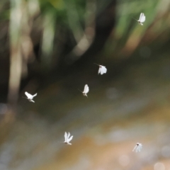 Trichoptera sp. (order) at Paddys River, ACT - 19 Nov 2022