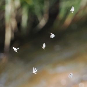 Trichoptera (order) at Paddys River, ACT - 19 Nov 2022