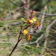 Diuris semilunulata (Late Leopard Orchid) at Paddys River, ACT - 19 Nov 2022 by RAllen