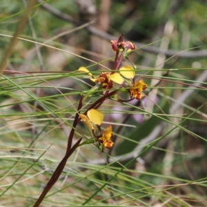 Diuris semilunulata at Paddys River, ACT - suppressed