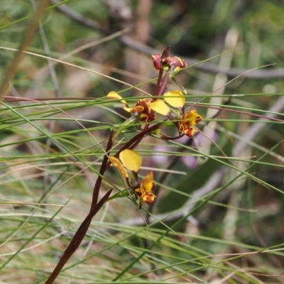 Diuris semilunulata (Late Leopard Orchid) at Paddys River, ACT - 19 Nov 2022 by RAllen