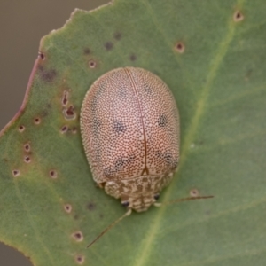 Paropsis atomaria at Scullin, ACT - 19 Nov 2022 02:01 PM