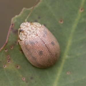 Paropsis atomaria at Scullin, ACT - 19 Nov 2022 02:01 PM