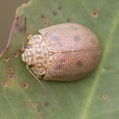 Paropsis atomaria at Scullin, ACT - 19 Nov 2022