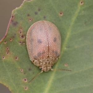 Paropsis atomaria at Scullin, ACT - 19 Nov 2022 02:01 PM