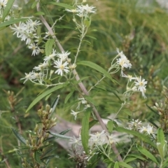 Olearia lirata (Snowy Daisybush) at Paddys River, ACT - 19 Nov 2022 by RAllen