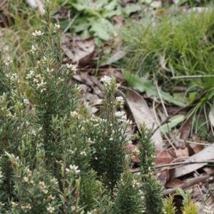 Acrothamnus hookeri at Paddys River, ACT - 19 Nov 2022