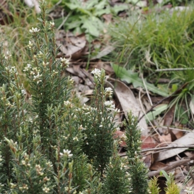 Acrothamnus hookeri (Mountain Beard Heath) at Paddys River, ACT - 19 Nov 2022 by RAllen