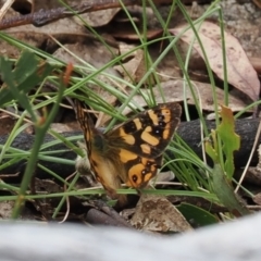 Argynnina cyrila (Forest Brown, Cyril's Brown) at Paddys River, ACT - 19 Nov 2022 by RAllen