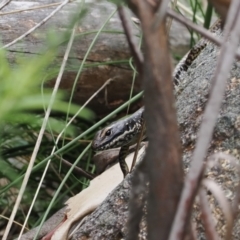 Eulamprus heatwolei (Yellow-bellied Water Skink) at Paddys River, ACT - 19 Nov 2022 by RAllen