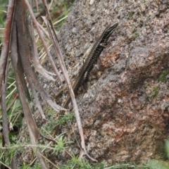 Eulamprus heatwolei at Paddys River, ACT - 19 Nov 2022