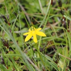 Hypoxis hygrometrica var. hygrometrica (Golden Weather-grass) at Paddys River, ACT - 19 Nov 2022 by RAllen