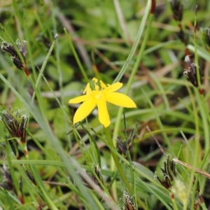 Hypoxis hygrometrica var. hygrometrica at Paddys River, ACT - 19 Nov 2022