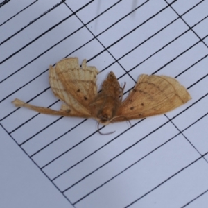 Anthela ocellata at Paddys River, ACT - 19 Nov 2022