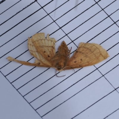 Anthela ocellata (Eyespot Anthelid moth) at Paddys River, ACT - 19 Nov 2022 by RAllen