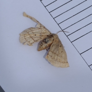 Anthela ocellata at Paddys River, ACT - 19 Nov 2022