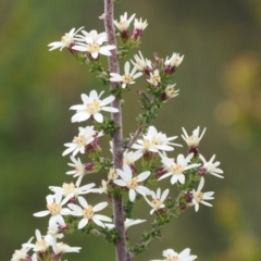 Olearia algida (Alpine Daisy Bush) at Paddys River, ACT - 19 Nov 2022 by RAllen