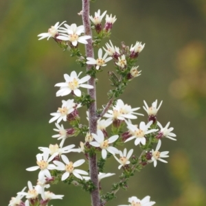 Olearia algida at Paddys River, ACT - 19 Nov 2022