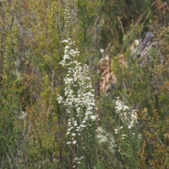 Olearia algida at Paddys River, ACT - 19 Nov 2022