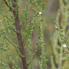 Olearia algida at Paddys River, ACT - 19 Nov 2022