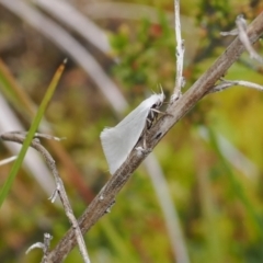 Zacorus carus (White Wingia) at Gibraltar Pines - 19 Nov 2022 by RAllen