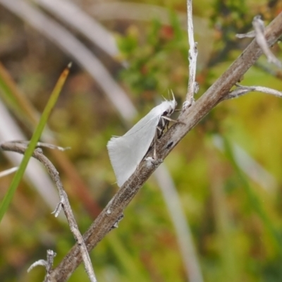 Zacorus carus (White Wingia) at Paddys River, ACT - 19 Nov 2022 by RAllen