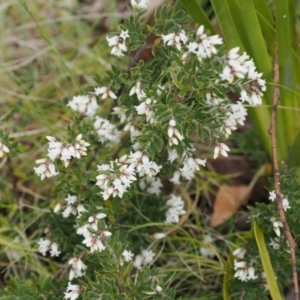 Acrothamnus hookeri at Paddys River, ACT - 19 Nov 2022 12:42 PM