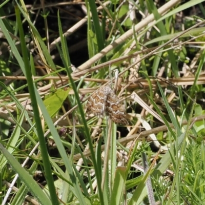 Chrysolarentia interruptata (Boxed Carpet Moth) at Paddys River, ACT - 19 Nov 2022 by RAllen