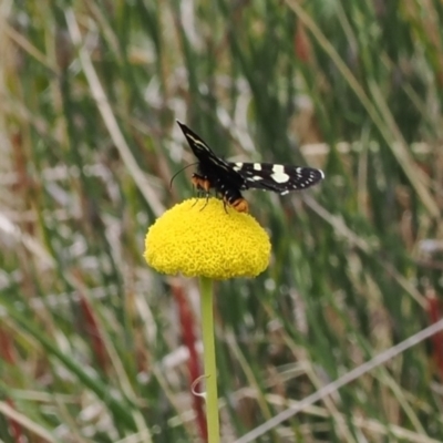 Phalaenoides tristifica (Willow-herb Day-moth) at Paddys River, ACT - 19 Nov 2022 by RAllen