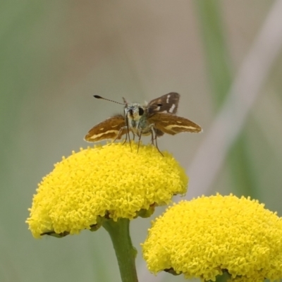 Taractrocera papyria (White-banded Grass-dart) at Paddys River, ACT - 19 Nov 2022 by RAllen