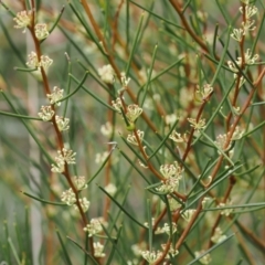 Hakea microcarpa (Small-fruit Hakea) at Cotter River, ACT - 19 Nov 2022 by RAllen