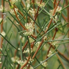 Hakea microcarpa at Cotter River, ACT - 19 Nov 2022