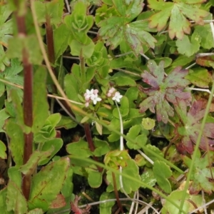 Asperula gunnii at Paddys River, ACT - 19 Nov 2022