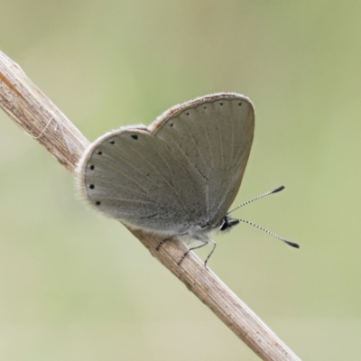 Candalides heathi (Rayed Blue) at Cotter River, ACT - 19 Nov 2022 by RAllen