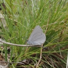 Candalides heathi at Cotter River, ACT - 19 Nov 2022