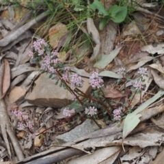 Poranthera microphylla (Small Poranthera) at Cotter River, ACT - 19 Nov 2022 by RAllen