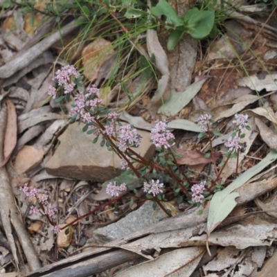 Poranthera microphylla (Small Poranthera) at Cotter River, ACT - 19 Nov 2022 by RAllen