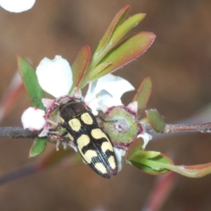 Castiarina decemmaculata at Coree, ACT - 23 Nov 2022