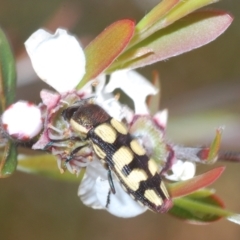 Castiarina decemmaculata at Coree, ACT - 23 Nov 2022