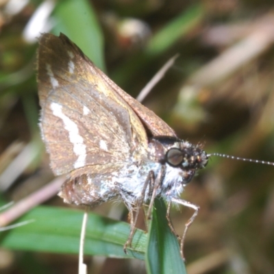 Taractrocera papyria (White-banded Grass-dart) at Coree, ACT - 23 Nov 2022 by Harrisi