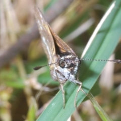 Taractrocera papyria at Coree, ACT - 23 Nov 2022 05:25 PM