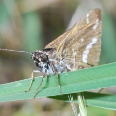 Taractrocera papyria at Coree, ACT - 23 Nov 2022