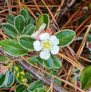 Cotoneaster rotundifolius at Isaacs, ACT - 23 Nov 2022 04:03 PM