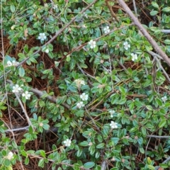 Cotoneaster rotundifolius at Isaacs, ACT - 23 Nov 2022