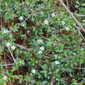 Cotoneaster rotundifolius at Isaacs, ACT - 23 Nov 2022