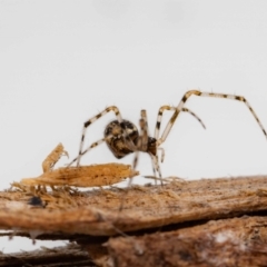 Parasteatoda sp. (genus) at Jerrabomberra, NSW - 23 Nov 2022