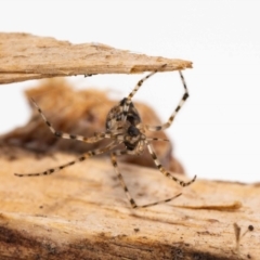 Parasteatoda sp. (genus) at Jerrabomberra, NSW - 23 Nov 2022