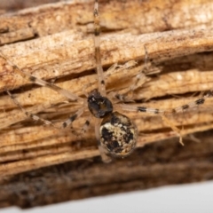 Parasteatoda sp. (genus) at Jerrabomberra, NSW - 23 Nov 2022